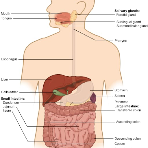 Eigenbrauer-Syndrom: Wenn der Körper selbst Alkohol produziert Eigenbrauer-Syndrom: Wenn der Körper selbst Alkohol produziert